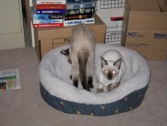 more kittens